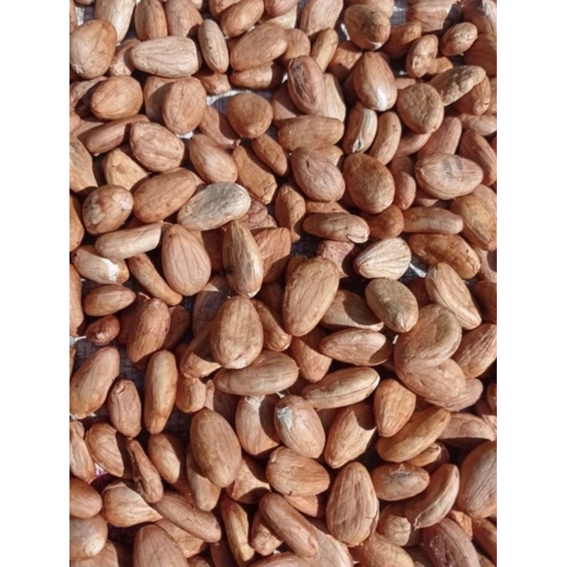 biji coklat / kakao kering