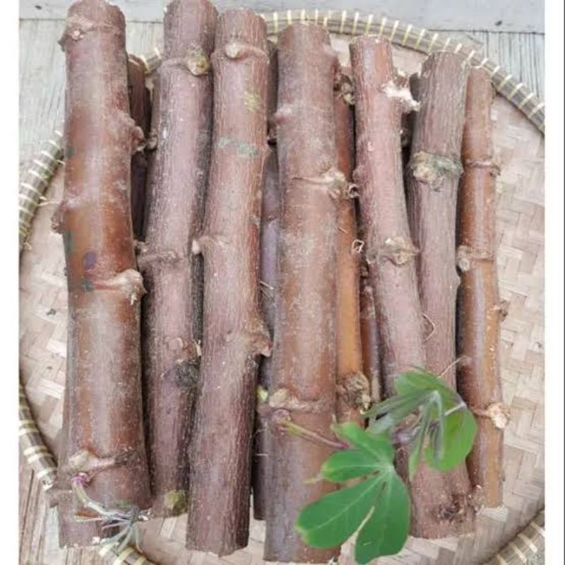 batang bibit singkong mentega BIBIT SINGKONG MENTEGA SUPER/POHON KEJU SUPER