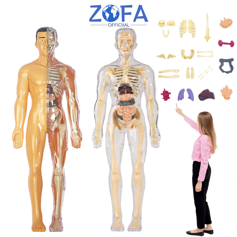Human Body Anatomy Model - Mainan Dokter - Mainan Tengkorak - Human Organs - Mainan Edukasi Kedokter