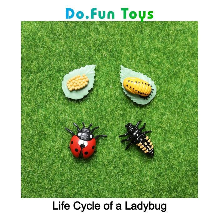 Animal Fure Life Cycle of a Lady Bug / Siklus Hidup Binatang Kepik