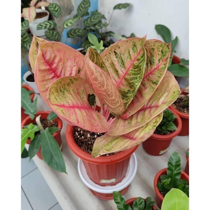 Bonggol aglonema Moonlight bertunas