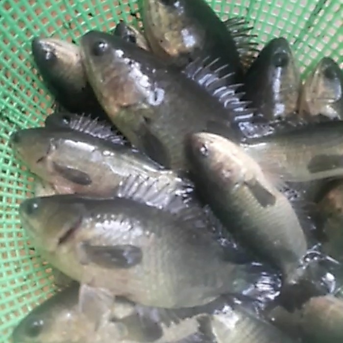 bibit ikan betok uk2 jari per ekor