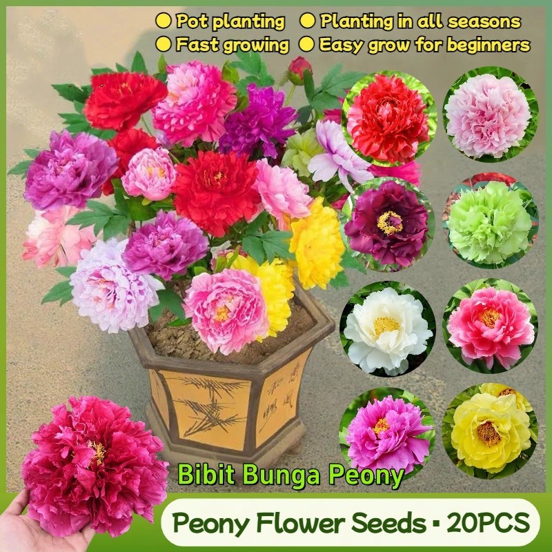 100% Biji Bunga Peony Warna Campuran Asli (Kecambah Tinggi, 20 Buah) Biji Bonsai Peony Segar