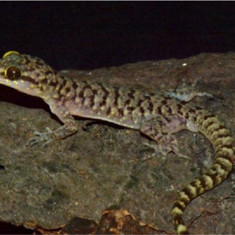 Cicak batu