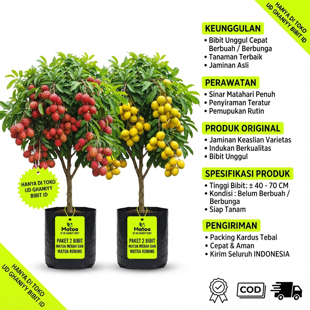 PAKET 2 BIBIT MATOA MERAH DAN MATOA KUNING CEPAT BERBUAH UD GHANIYY BIBIT ID