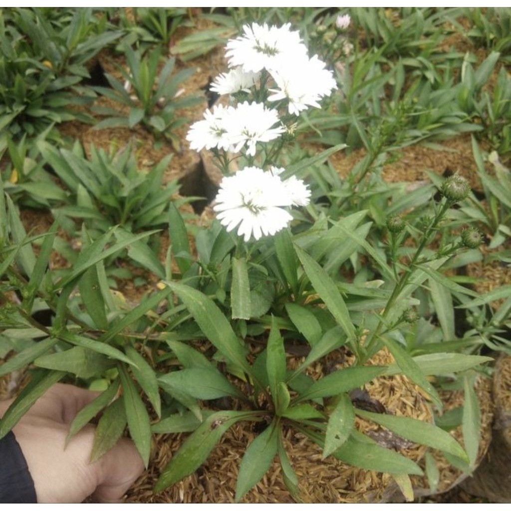 Pohon Pikok Bunga Putih Tanaman Hias Pohon Bunga Pikok Putih