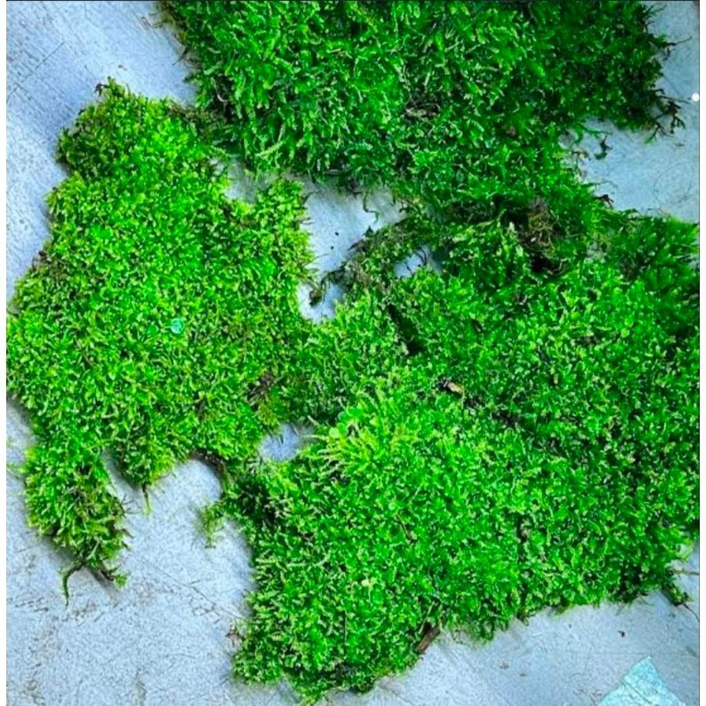 Moss weeping darat clump - moss darat paludarium terrarium Dekorasi aquascape
