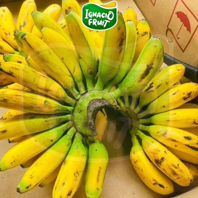 [INSTAN] Pisang Mas Sunpride 1 Sisir Segar IgnacioBox /Sameday/buah/buah lokal/buah import/jakarta