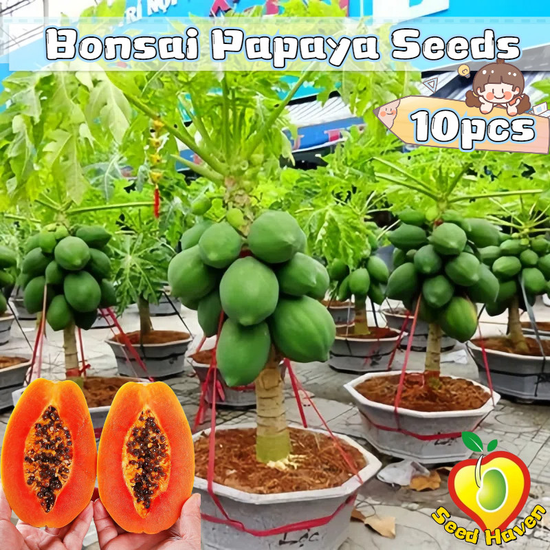 30pcs/pack Fresh Bonsai Papaya Seeds for Planting Fruit Trees - Red Lady Dwarf Papaya Seeds Potted P