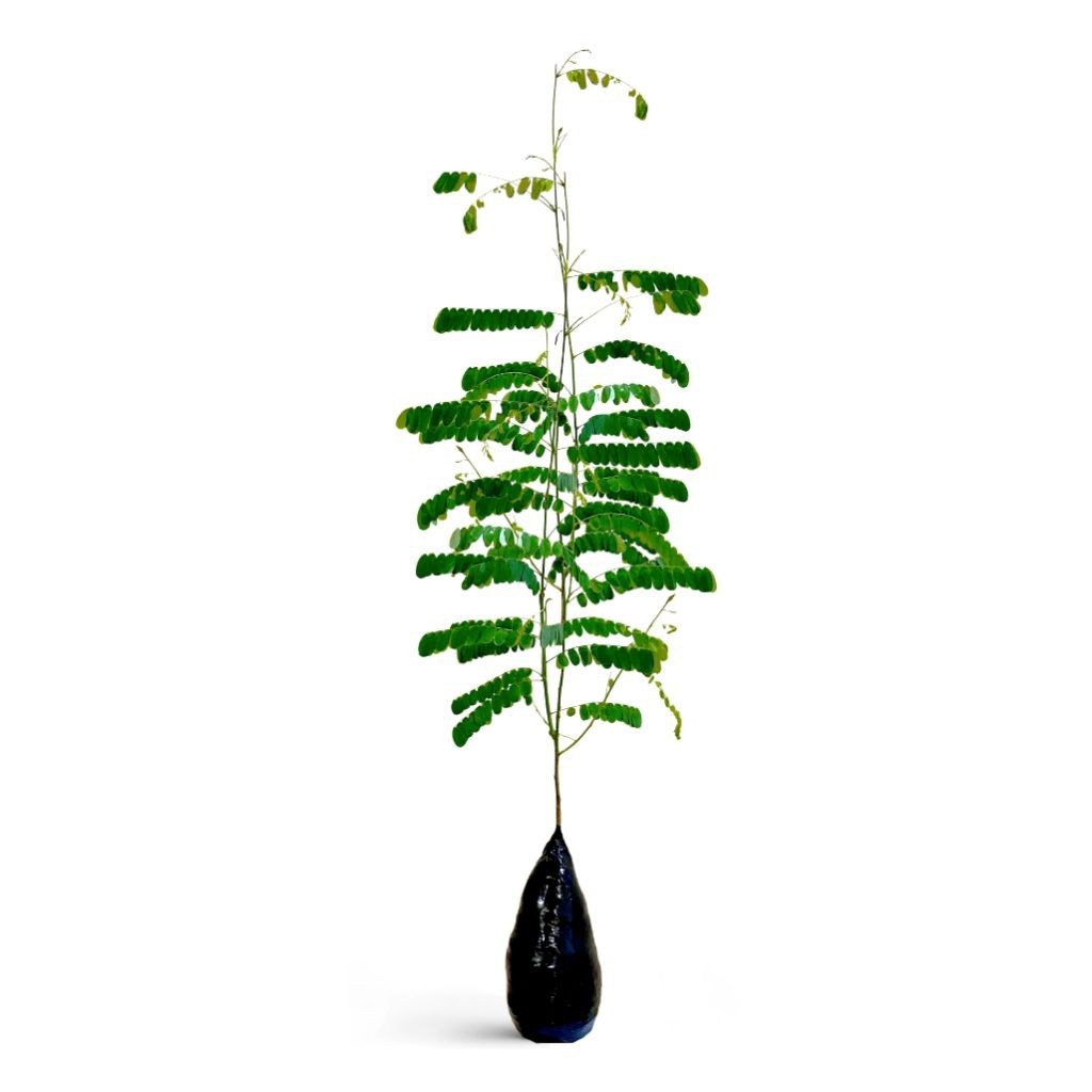 ( BISA COD ) Pohon Daun Saga Bibit Tanaman Obat Daun Saga Pohon Saga / Tanaman Herbal Daun Saga / Po