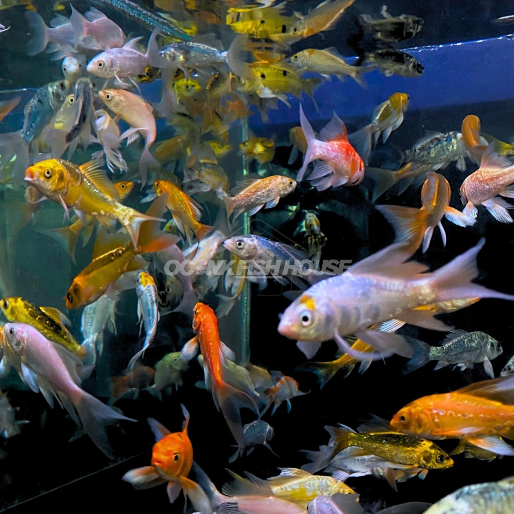 Hobi KOI METALIK SLAYER / KOI METALIK KUMPAY