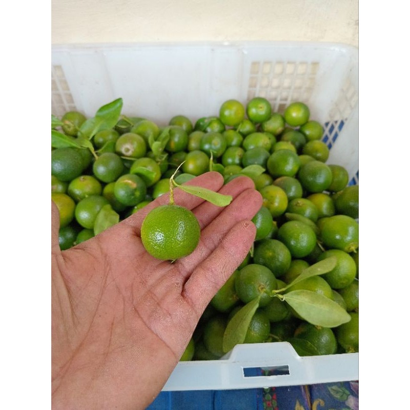 

1kg jeruk sonkit/jeruk kasturi/jeruk kunci segar