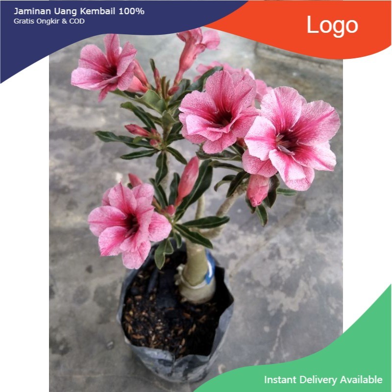 ENTRES BUNGA ADENIUM/KAMBOJA JEPANG