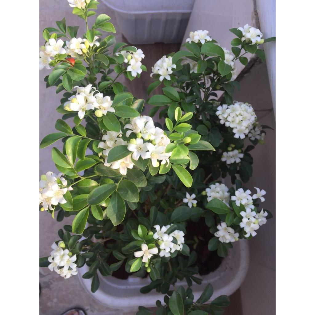 tanaman hias kemuning - bunga kemuning jepang - bunga kemuning wangi