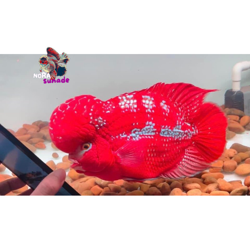 shine Burayak louhan kamfa 3-5 cm Clasik Gen Ori Thailand beli3bonus1 lohan