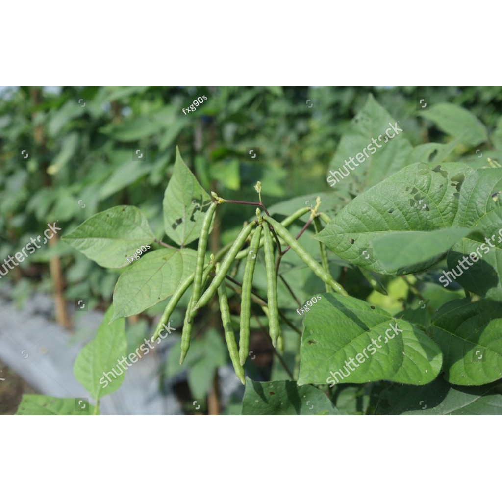 BDG BENIH KACANG HIJAU VIMA