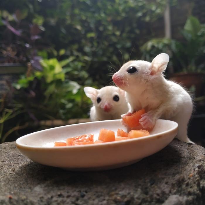 Sugar Glider Leucistic Joey - Jantan