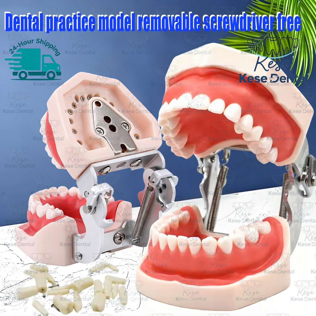 Model Gigi Typodont Removable Teeth - DModel GIgi Panthum Pantom Panthom Gigi Anak Model Gigi Lepas 