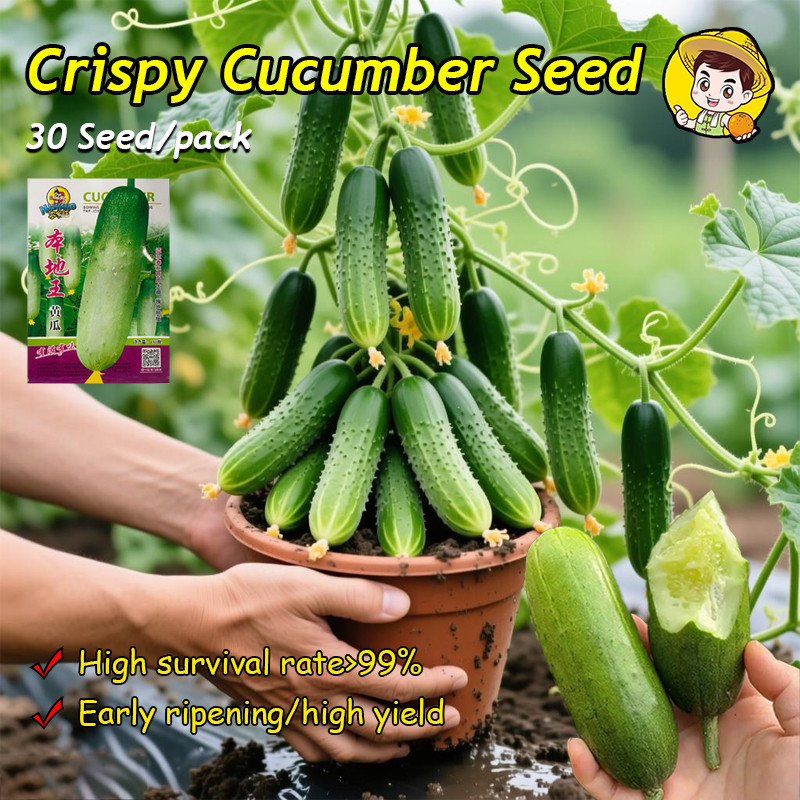 (Fast Growing 30 Seed) 100% Original Crispy Cucumber Seeds for Planting Vegetables Plants Hybrid Cuc