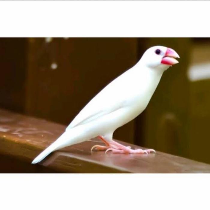 burung gelatik putih