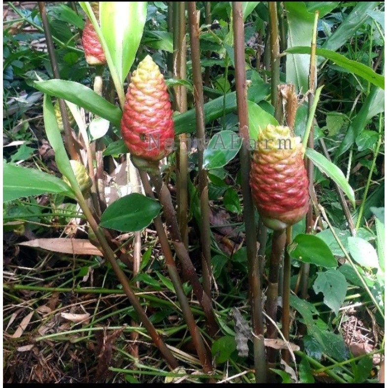 Bibit Lempuyang Gajah Lempuyang Wangi Per Pohon /Per Bibit