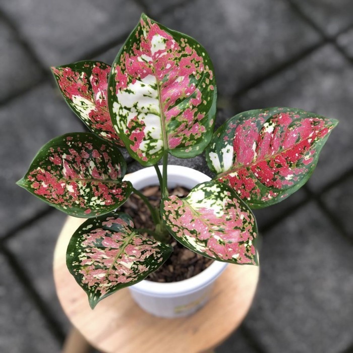 Tanaman hias algonema tricolor - Aglonema tricolor