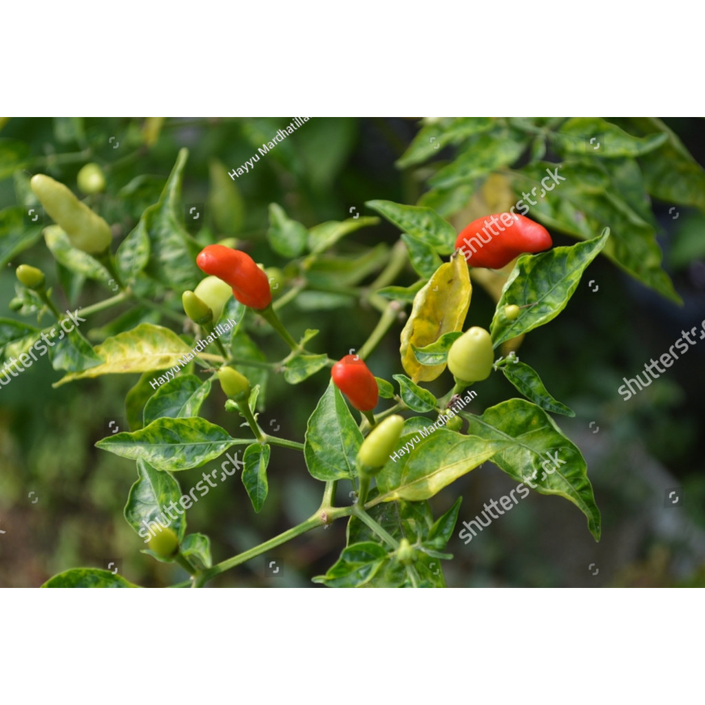 Biji Benih Bibit BENIH CABE RAWIT ORI 212