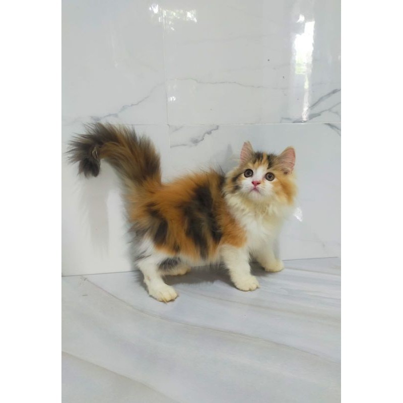 kucing persia maincone norwegian