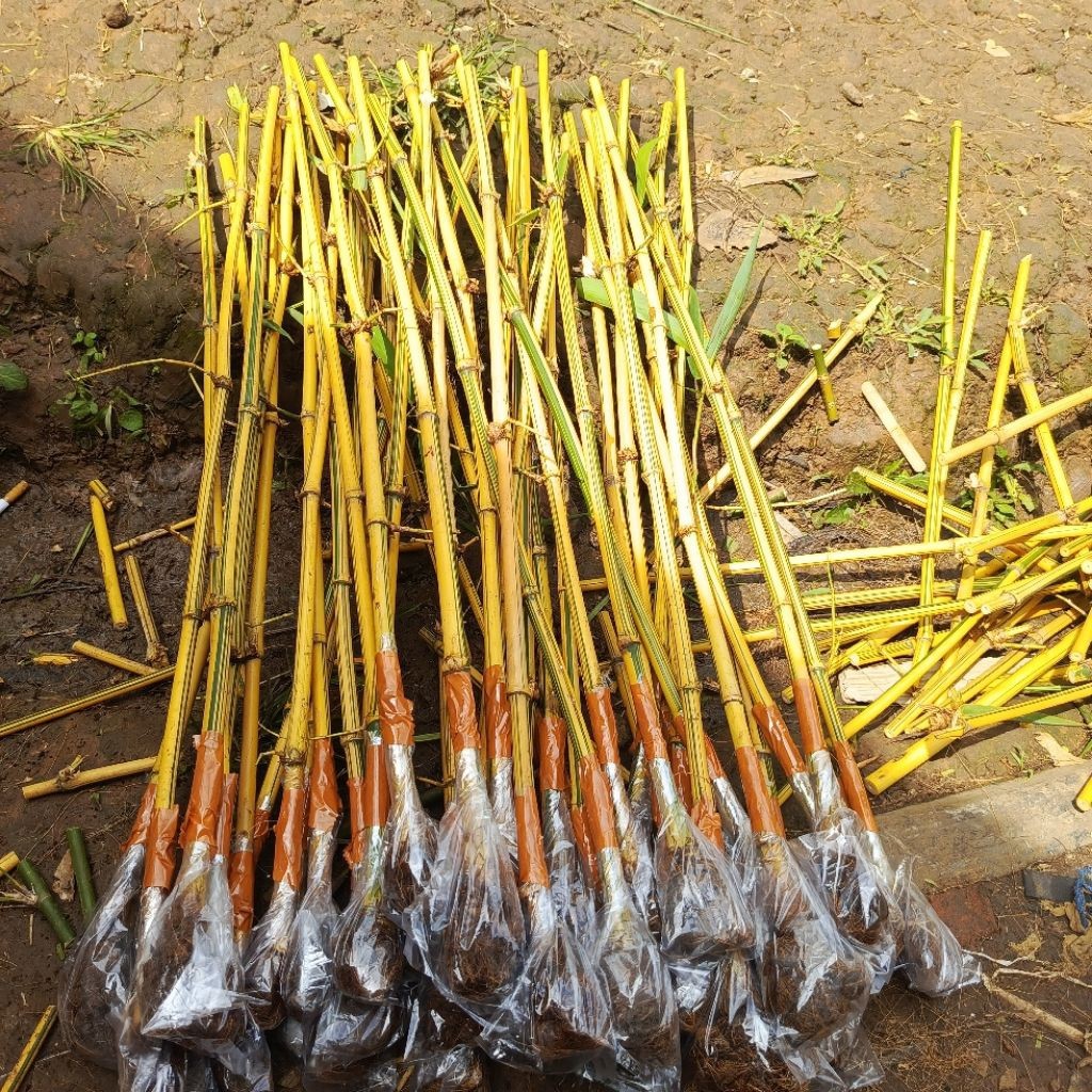 BAMBU KUNING/tanaman hias bambu kuning