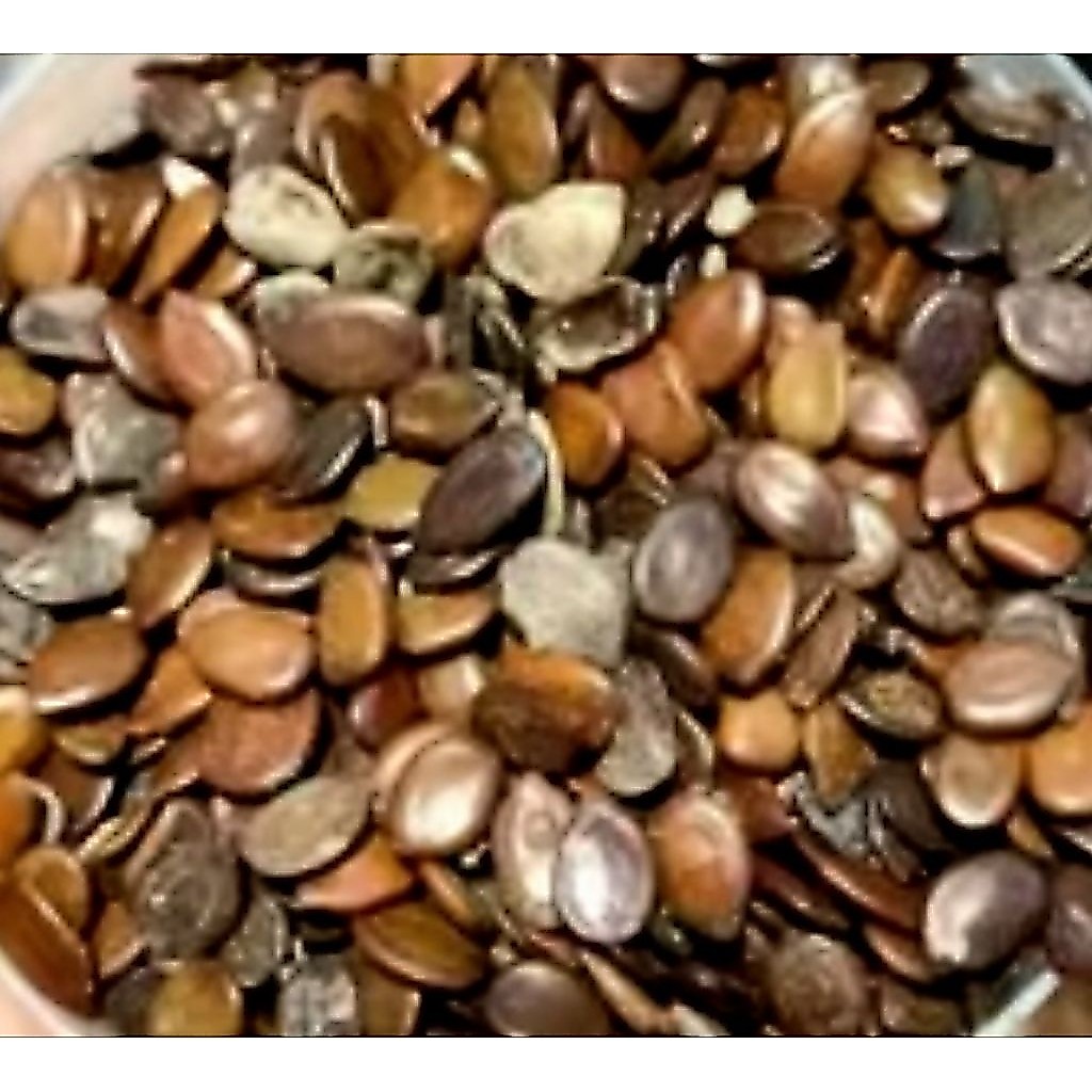 Lamtoro kering/lamtoro buat botok ½KG
