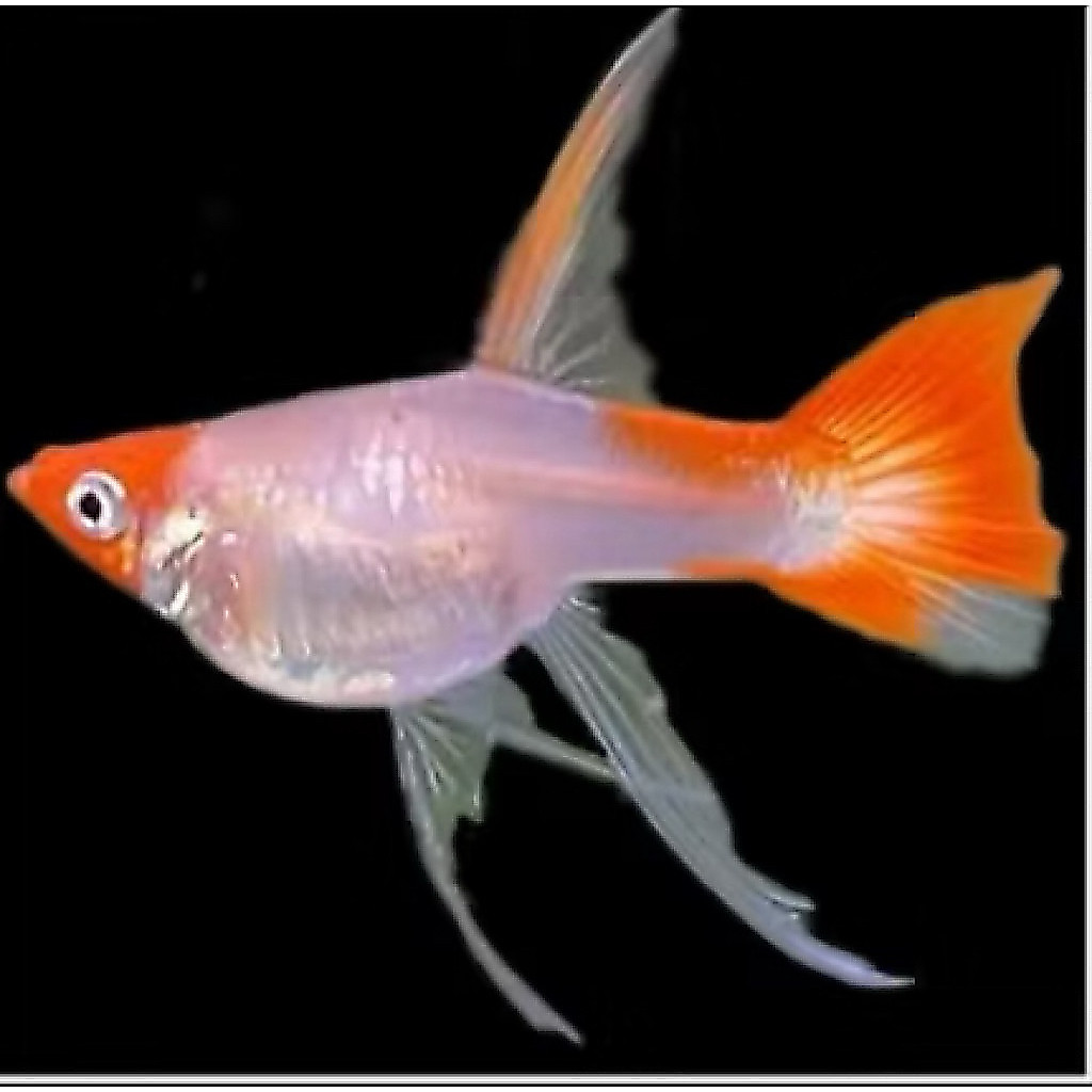 stiker guppy wild koi sb ribon fin c sepasang
