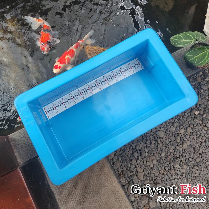 bak ukur ikan koi 60cm