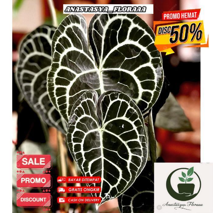 Anthurium clarinervium / Anturium tarantula / kuping gajah tarantula - Baby/anakan