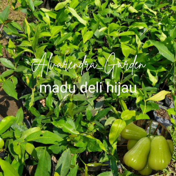 Hasil Okulasi BIBIT JAMBU MDH (MADU DELI HIJAU) bibit jambu air madu deli hijau