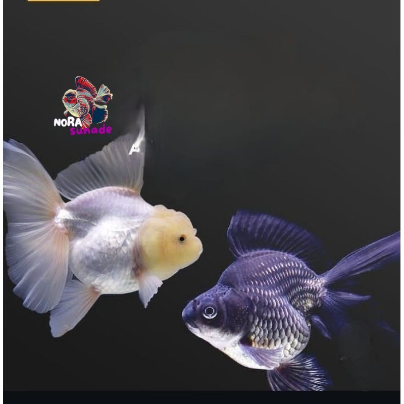PAKET ISI 7 MIX ORANDA SNOWHAIT DAN BLACK ORANDA 4-6 CM