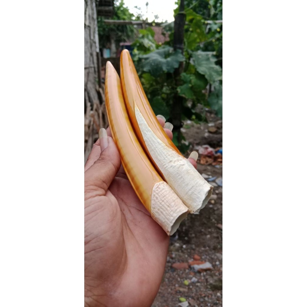 Once Pipa Cangklong Padutan Sarigading Model Taring Duyung 17cm