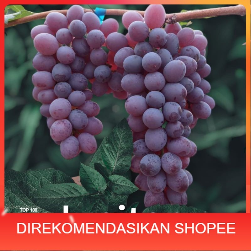 bibit anggur import jupiter hasil grafting tanpa biji mudah berbuah warna merah aroma muscat
