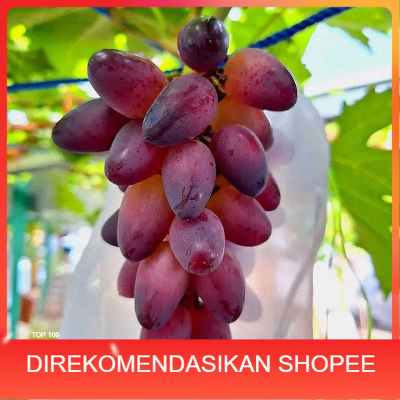 bibit anggur impor taldun batang super besar Valid