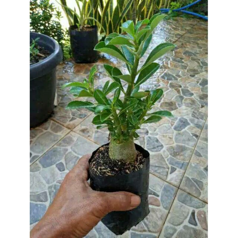 •• BONSAI ADENIUM ARABICUM-bibit tanaman bonsai adenium arabicum 