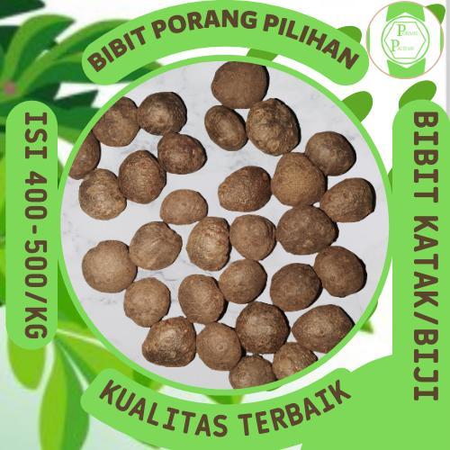 PROMO  Bibit Porang katak asli dorman. isi 300-500 per KG