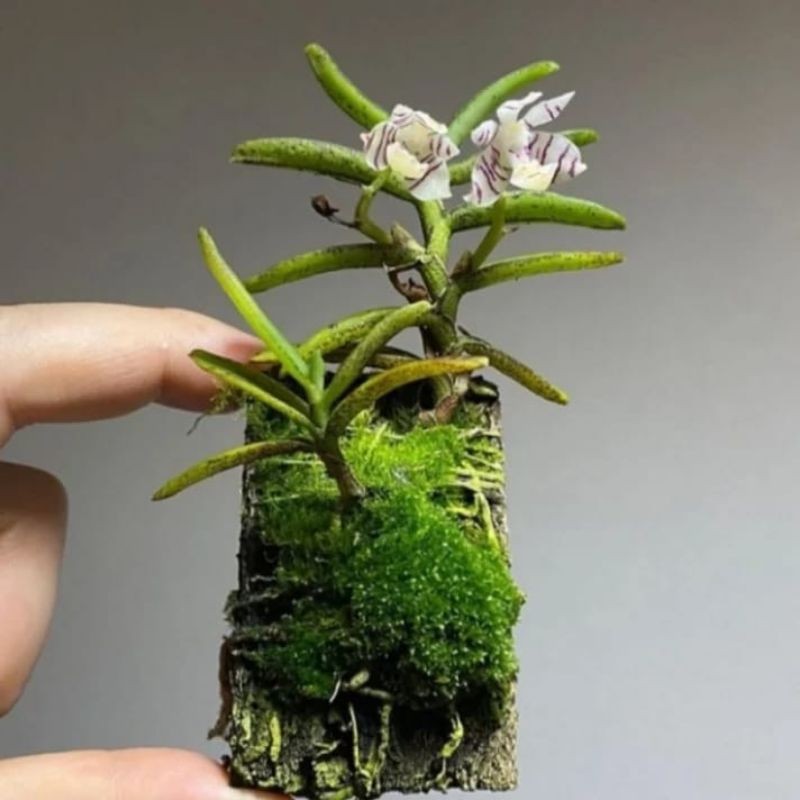 anggrek tricoglotis/bunga/tanamanhias/Orchid/garden/kebun