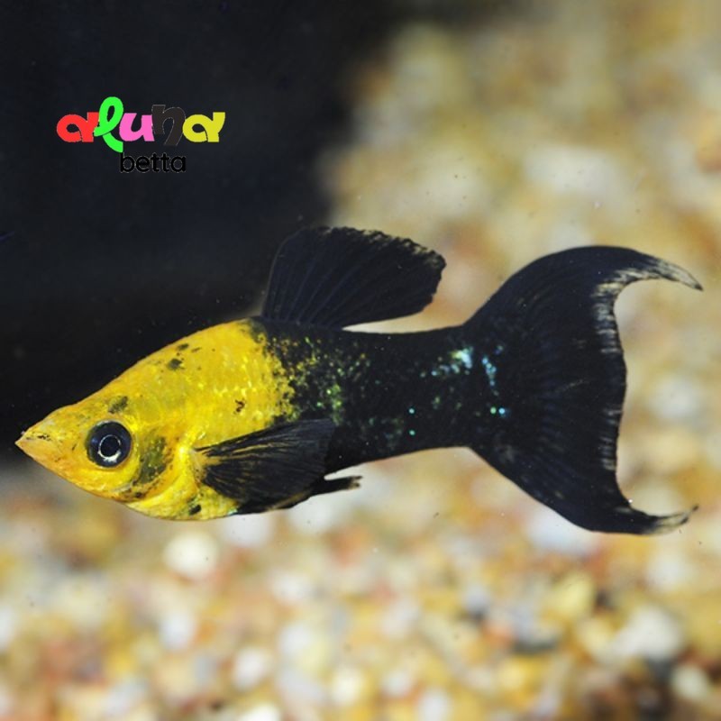 Molly Golden Black Cawang ISI 10