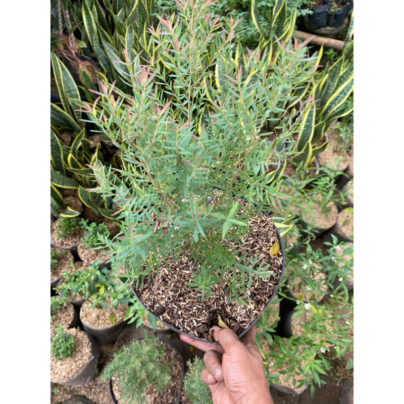 tanaman minyak kayu putih ASLI berdaun wangi tanaman herbal plus pot