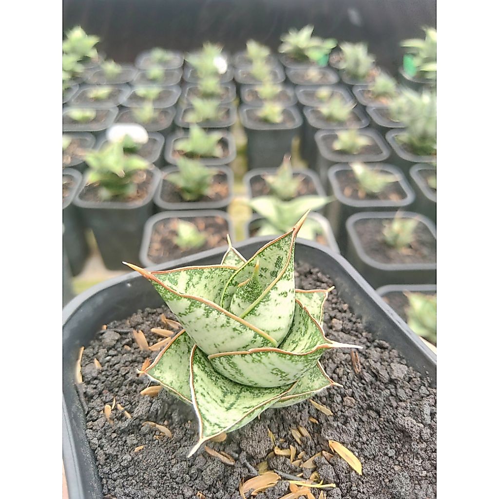 Sanseivera Hybrit
