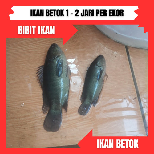 bibit/benih ikan betok uk 1-2jari per ekor