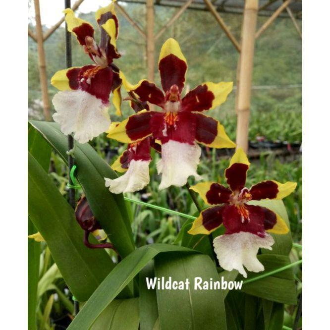 TANAMAN HIAS ANGGREK ONCIDIUM BUNGA WILDCAT RAINBOW - ANGGREK DENDRO - ANGGREK HYBRID