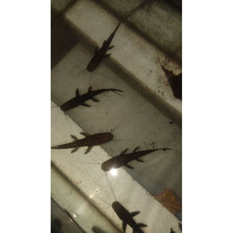 kebutuhan hiasan Tiger catfish tsn