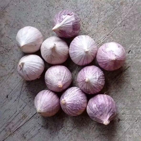 Bawang Tunggal 1kg Kering - Kecombrang Kualitas Terbaik - besar