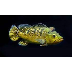 PBASS PEACOK BASS PBASS KALBERI MONO AZUL 4-6 CM MINI