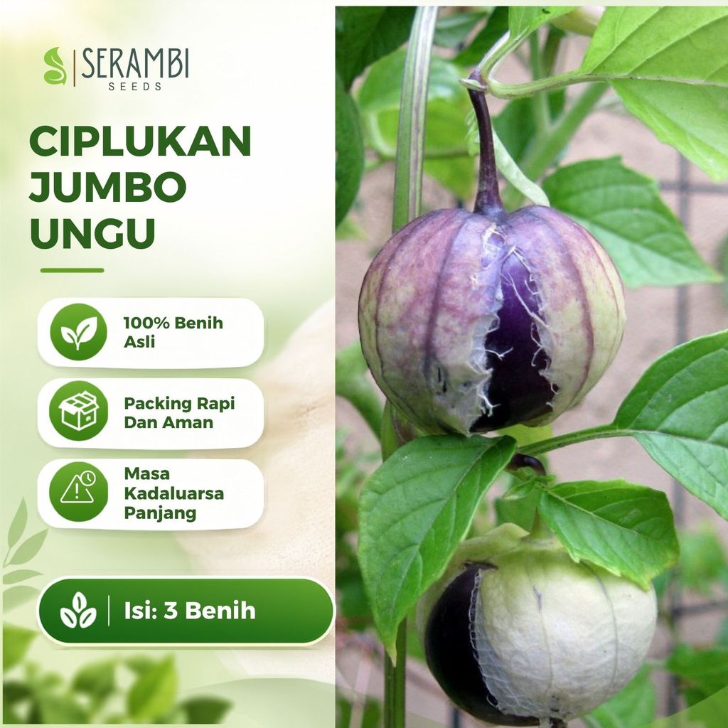 3 Benih Ciplukan Jumbo Ungu Tomatillo De Milpa Tanaman Buah